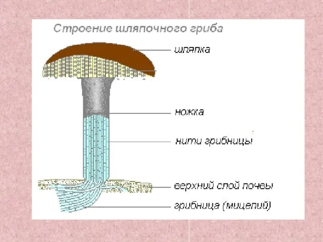 Шляпка подберезовика обыкновенного образована клетками содержащими