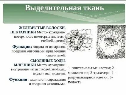 Выделительные ткани какие