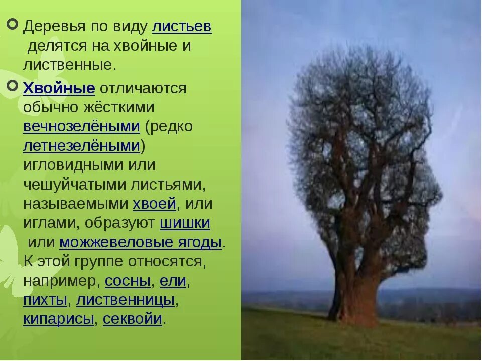 Дать характеристику группе деревьев