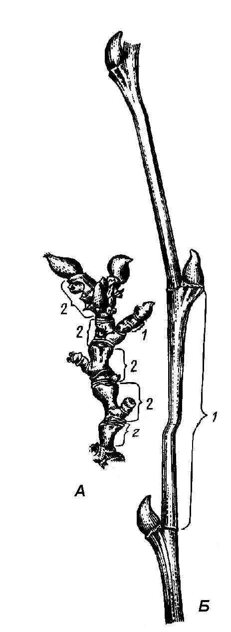 Полурозеточный побег. Удлиненные (а) и укороченные (б) побеги:. 1,2 Междоузлия. Укороченные и удлинённые междоузлия.