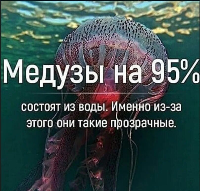 95 процентов воды. Медуза состоит из воды. Медузы состоят из жидкостей. Тело медузы из чего состоитсоитоит. Медуза состоит на 99 процентов из воды.