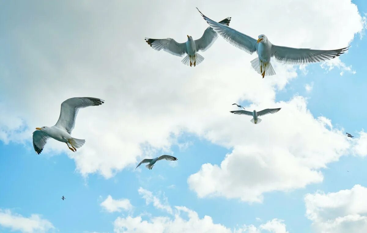 Птицы на фоне неба. Птица летит в небе. Птицы на фоне облаков. Птицы в воздухе.