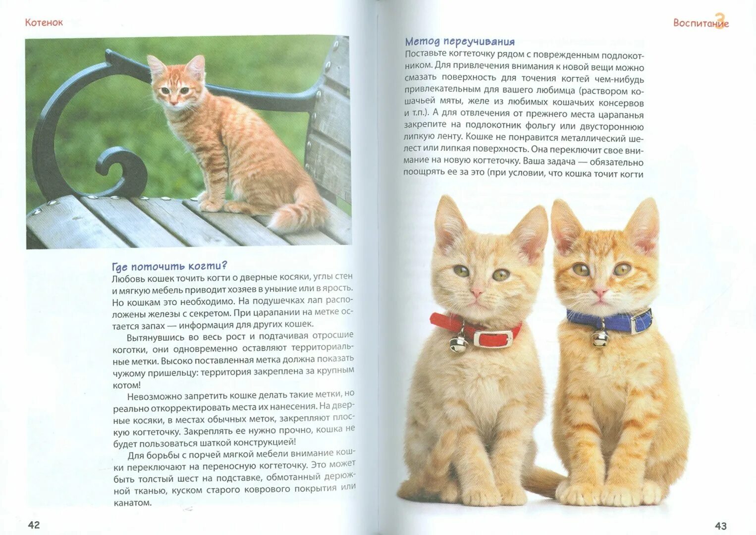 Книги о домашних животных котиках. Наглядное пособие котенок. Книга о домашних животных котах. Буклет про котиков.