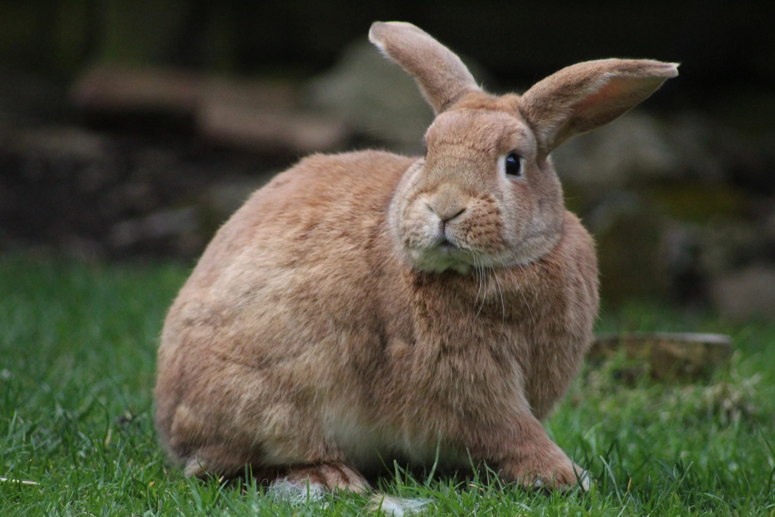 Animals rabbit. Австралийский Кроль. Раббит кролик. Кролик домашний. Кролик фото.