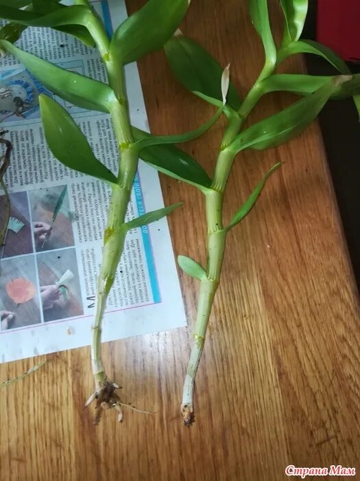 Росток орхидеи Дендробиум. Дендробиум Нобиле псевдобульбы. Орхидея Дендробиум Нобиле пересадка. Орхидея Дендробиум корни.