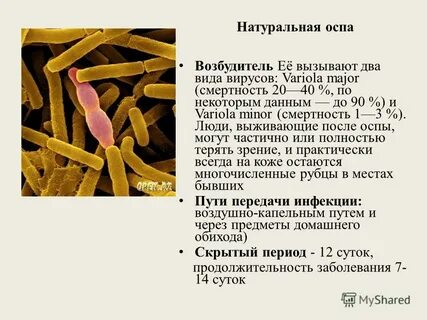 Натуральная оспа возбудитель
