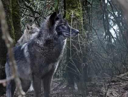 Wolf сайт