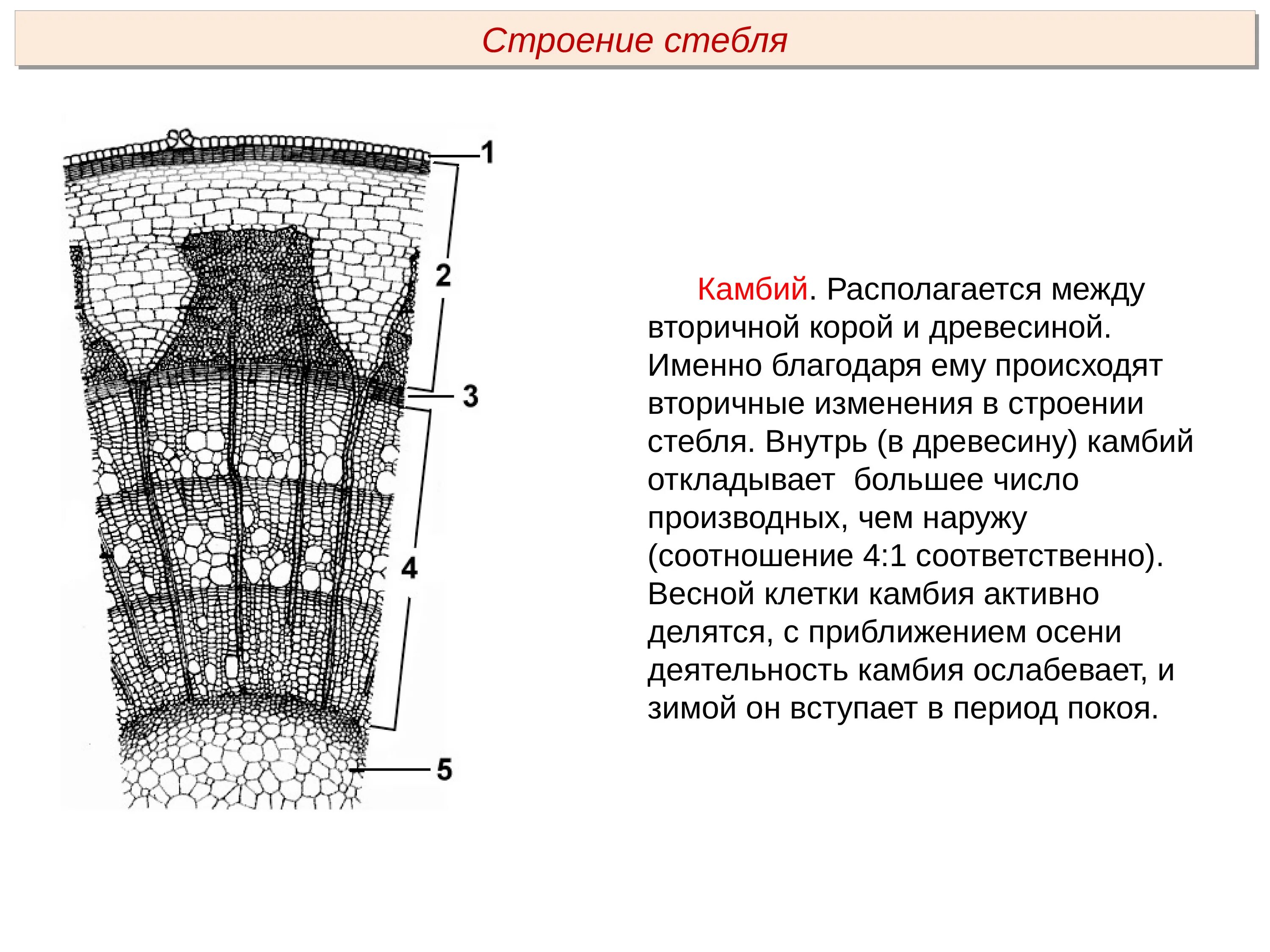 Сердцевина многолетнего стебля у растений выполняет функцию. Структура древесины камбий. Строение стебля камбий. Внутреннее строение стебля(побег).