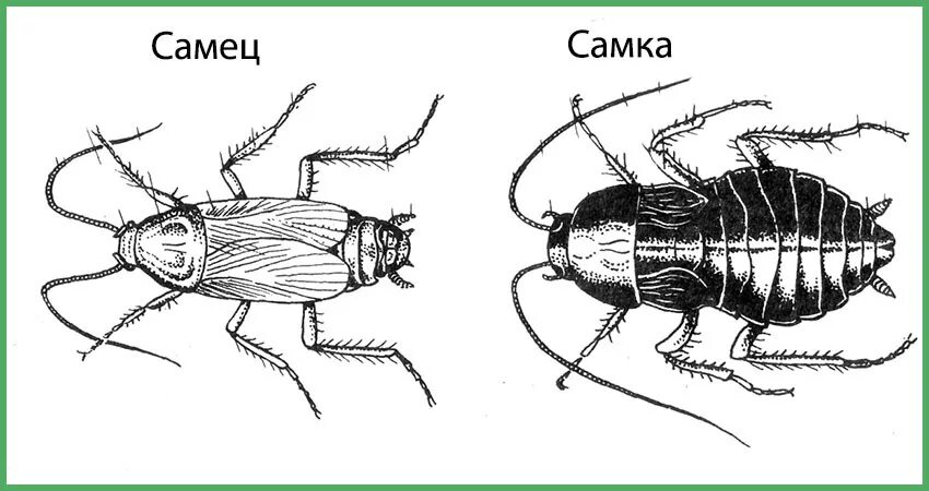 Сколько ног у таракановых
