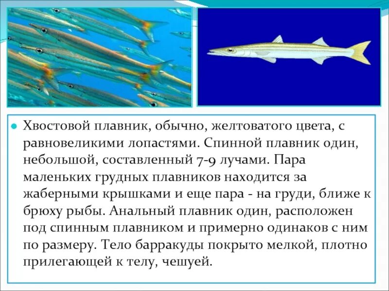 Неравно лопастной хвостовой плотник. Равнолопастный хвостовой плавник. Хвостовые плавники рыб. Хвостовой плавник функция.