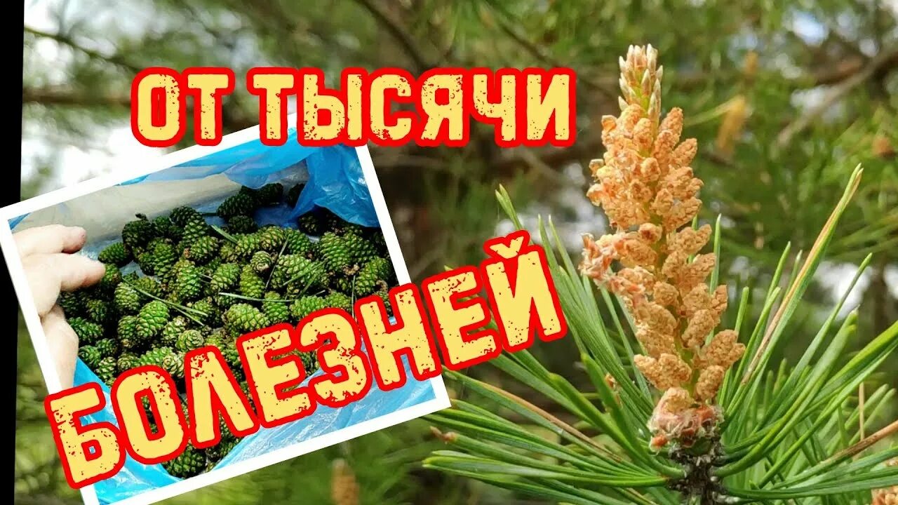 Когда собирают зеленую шишку