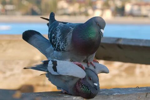File:Pigeons mating 4869.jpg - Wikimedia Commons