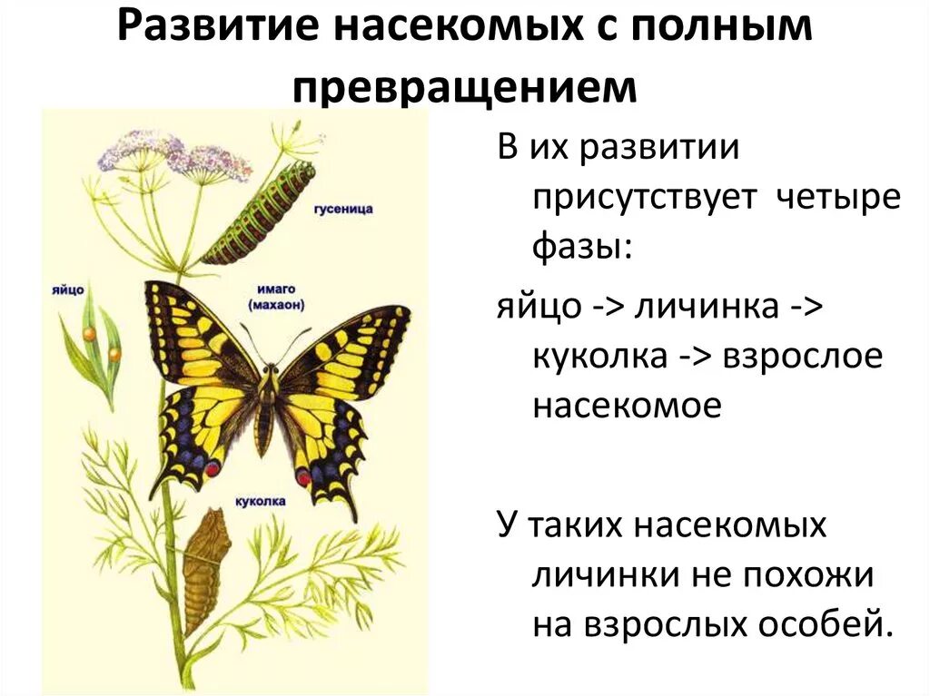 Превращения в биологии