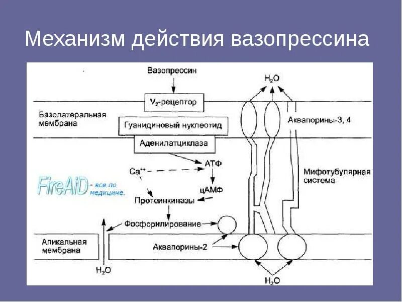 Адг механизм действия биохимия. Биологические эффекты вазопрессина. Вазопрессин. Механизм влияния вазопрессина на память. Схема действия антидиуретического гормона.