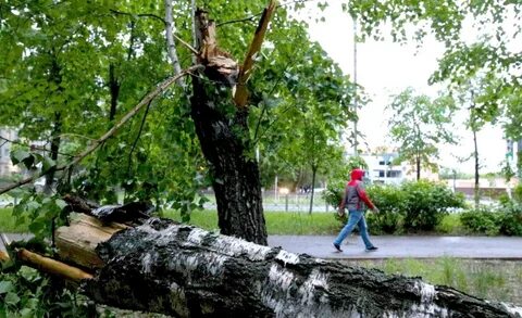 Падение деревьев