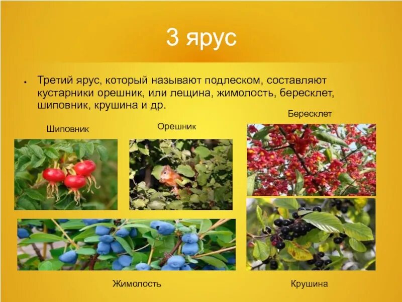 Кустарники какой ярус леса. Орешник, бересклет, жимолость. третий ярус широколиственного леса\. лещина, шиповник, бересклет. кустарники 3 ярус.
