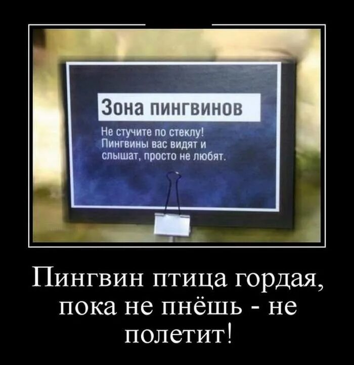 Пока не пнешь не полетит. Птица гордая пока не пнешь не полетит. Пингвин птица гордая пока не пнешь не полетит. Орел птица гордая пока не пнешь не полетит. Пингвин птица гордая.