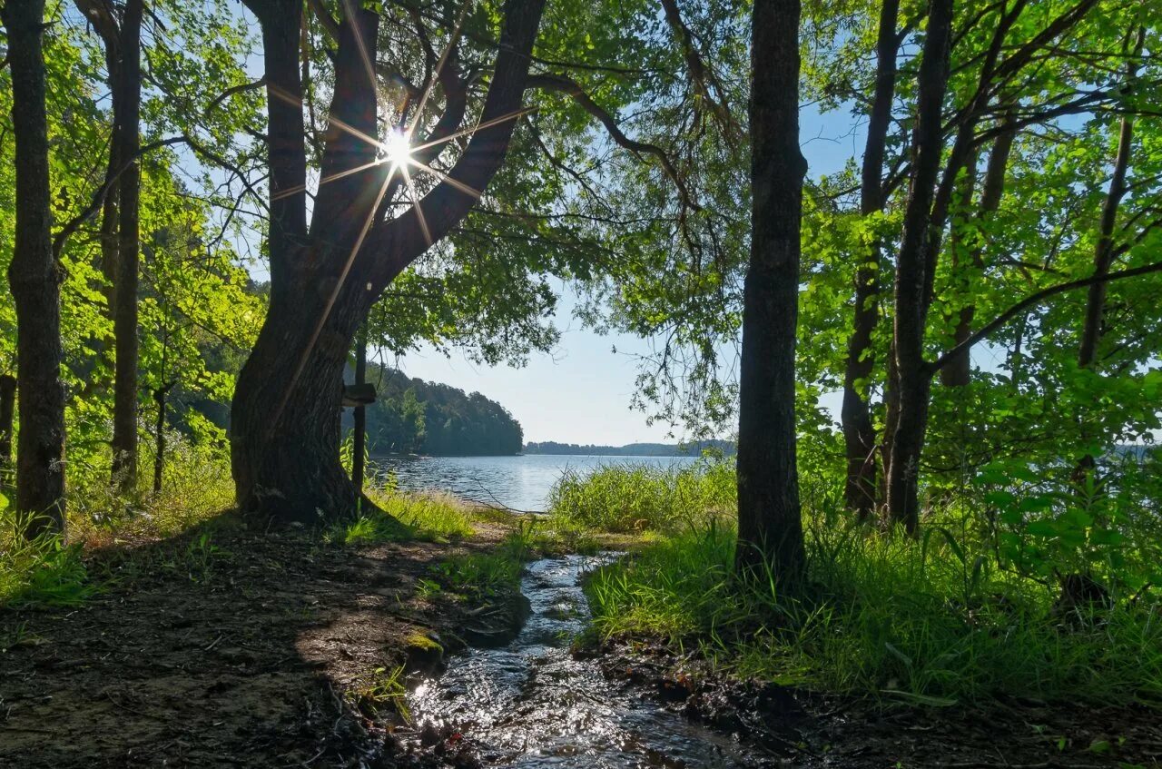 Родничок в лесу. Муромский лес Родники речки. Родник ааштопф Германия. Природа Удмуртии Родники. Родник Родничок.