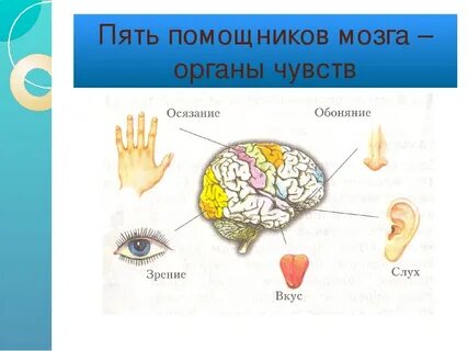 Запиши название всех органов чувств