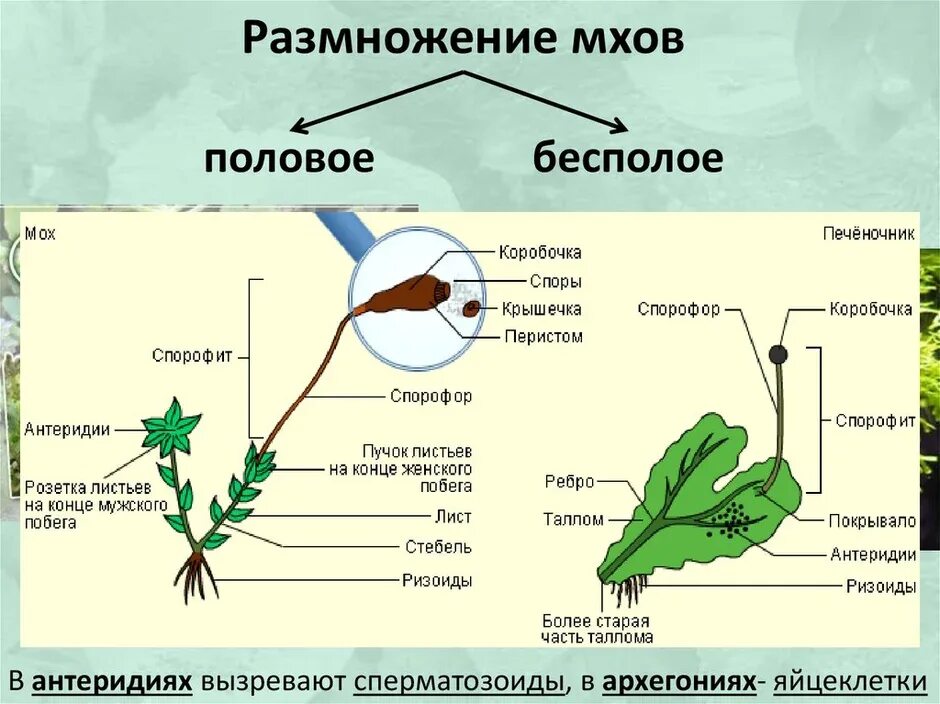 Мхи нуждаются при размножении в воде. Размножение моховидных растений. печеночные мхи 6 класс биология. размножение листостебельных мхов. размножение печеночных мхов.