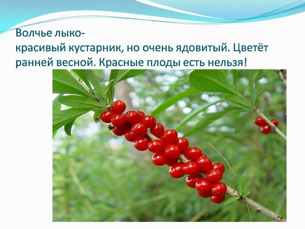 Ядовитое растение 3 класс окружающий мир сообщение. Волчье лыко ядовитое растение. волчье лыко (волчник обыкновенный).. факты о волчьем лыке. волчье лыко кустарник.
