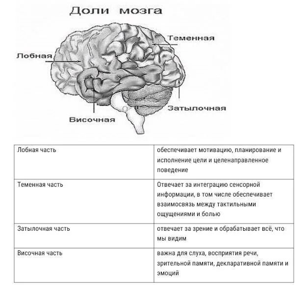 Функции лобной доли головного. Функции лобной доли головного мозга человека. Теменная часть отвечает. За что отвечают лобно височные доли мозга. Теменная часть мозга за что отвечает.