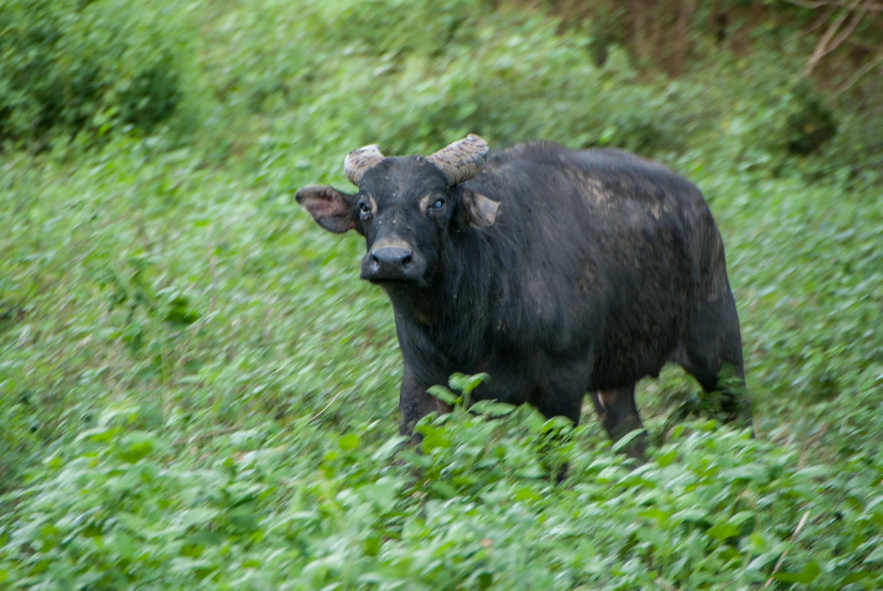 Карлик среди буйволов 4. Тамарау буйвол. Филиппинский буйвол Тамарау. Bubalus mindorensis — Тамарау. Кентус карликовый буйвол.