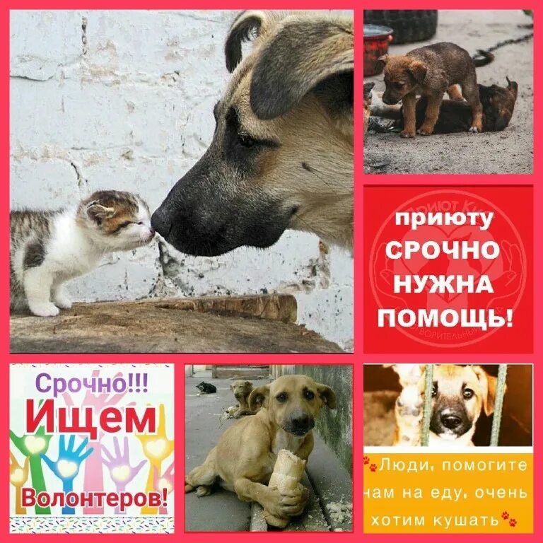 приют человека казань адрес. безнадзорные собаки и люди. волонтерство в приюте для животных. защита животных. волонтеры в приюте для животных.