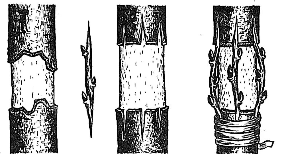 Прививка яблони за кору. Прививка яблони камбий. Прививка мостиком плодовых. Прививка мостиком на яблоне. Прививка подвой привой.