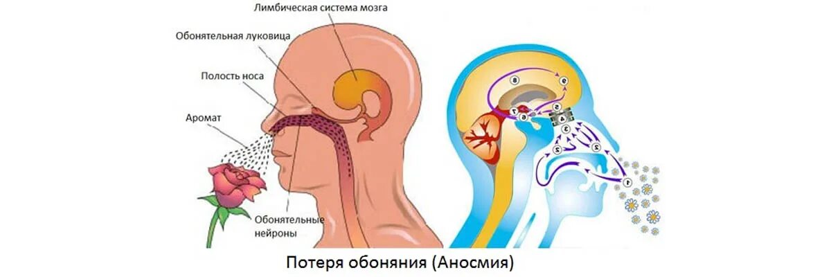 В какой момент человек воспринимает запахи. Нарушение обоняния. Аносмия. Потеря обоняния при коронавирусе. Обонятельная дисфункция.