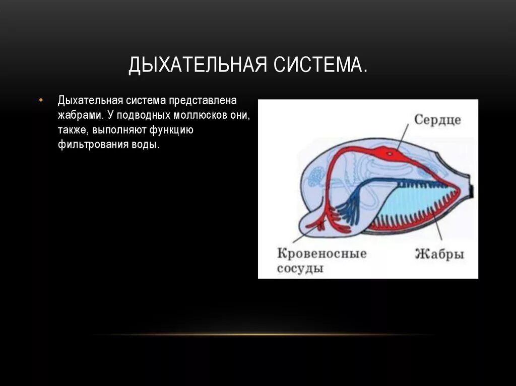 Орган дыхания устрицы. Класс двустворчатые дыхательная система. Класс двустворчатые моллюски пищеварительная дыхательная система. Дыхательная и кровеносная система двустворчатых моллюсков. Дыхание двустворчатых.