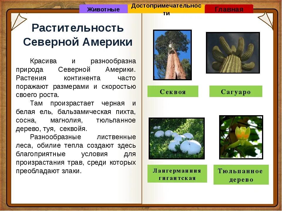 Растительный мир Северной Америки. Растения Северной Америки список. Растения на материках Северной Америки список. Растительный мир северной америки 7 класс