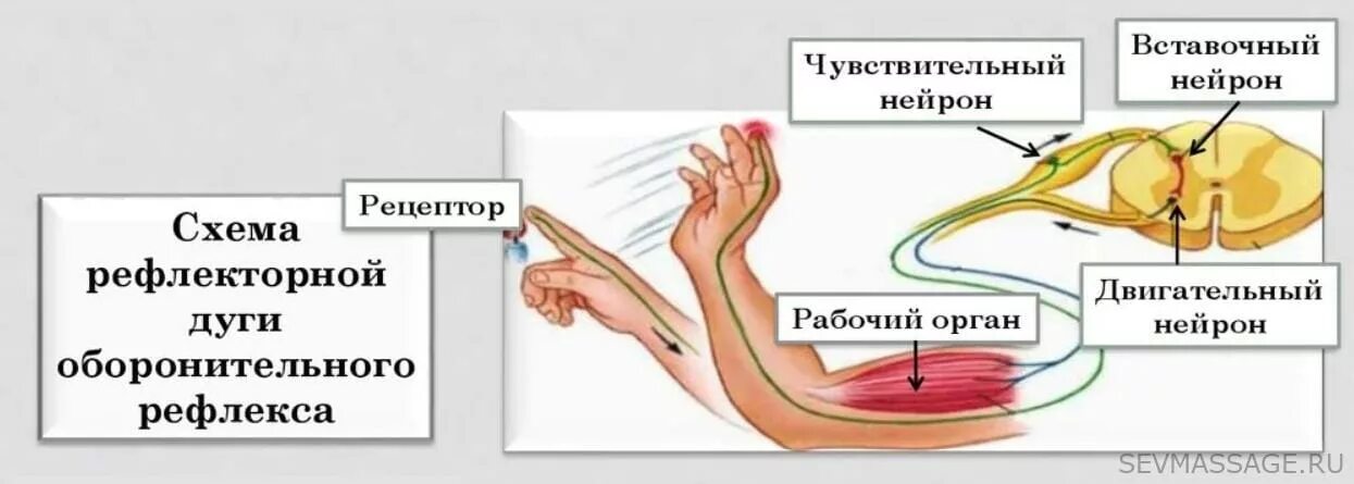 Чувство рефлекса. Схема рефлекторной дуги оборонительного рефлекса отдергивания руки. Рефлекс отдергивания руки от горячего предмета. Рефлекторная дуга отдергивания руки. Рефлекторная дуга безусловного рефлекса отдергивания руки.