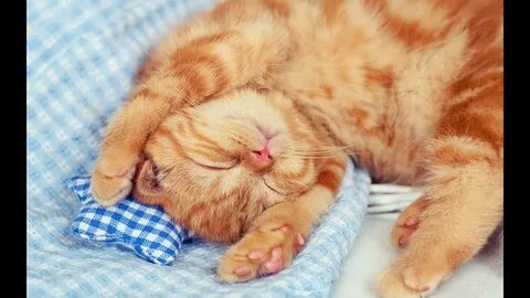 Картинки котиков милых спокойной ночи