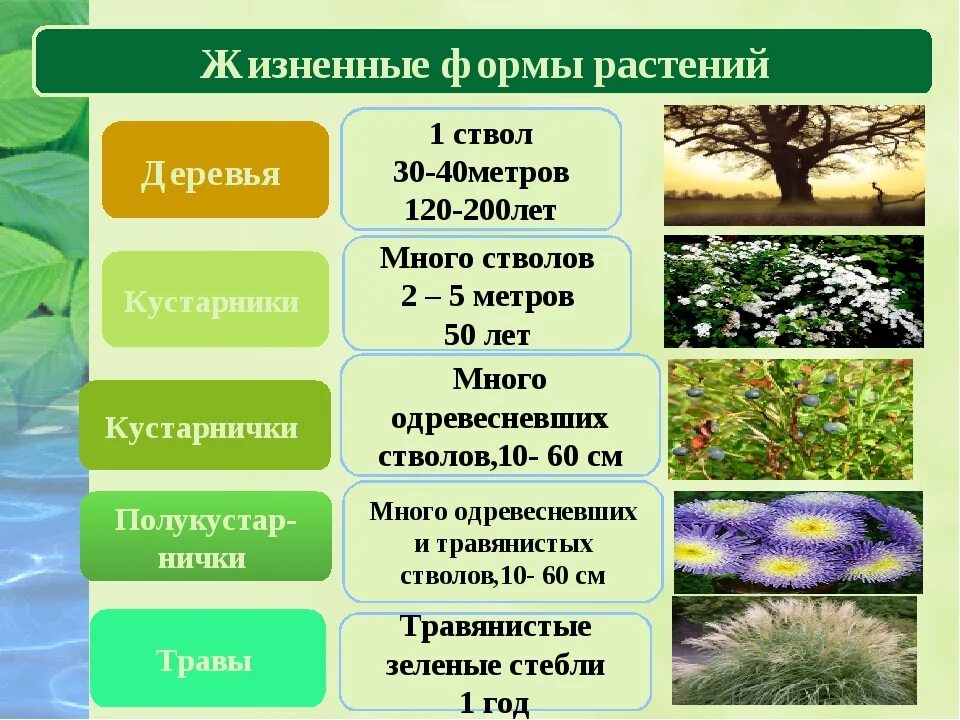 Тема жизнь растений. Жизненные формы растений примеры. Таблица-жизненная форма растений 6кл биология. Основные жизненные формы растений. Многообразие жизненных форм растений.