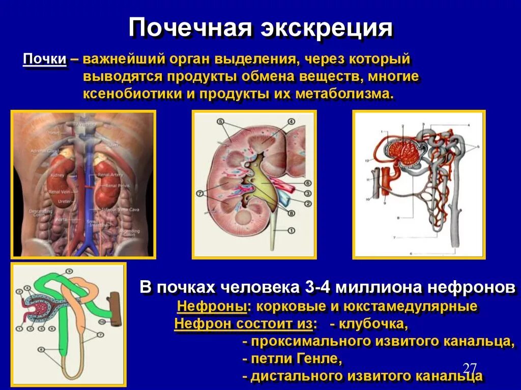 Через какие органы выделения. Экскреция почек. Почечная экскреция. Почечная и внепочечная экскреция.