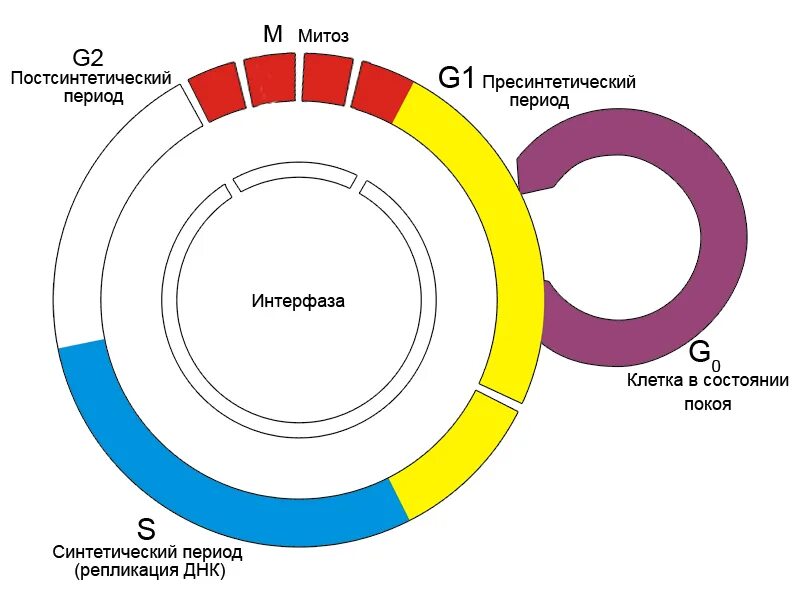 G2 стадия клеточного цикла. Клеточный цикл схема g0. Схема клеточного цикла g1 s g2. G2/m фаза клеточного цикла. 3 этапа интерфазы