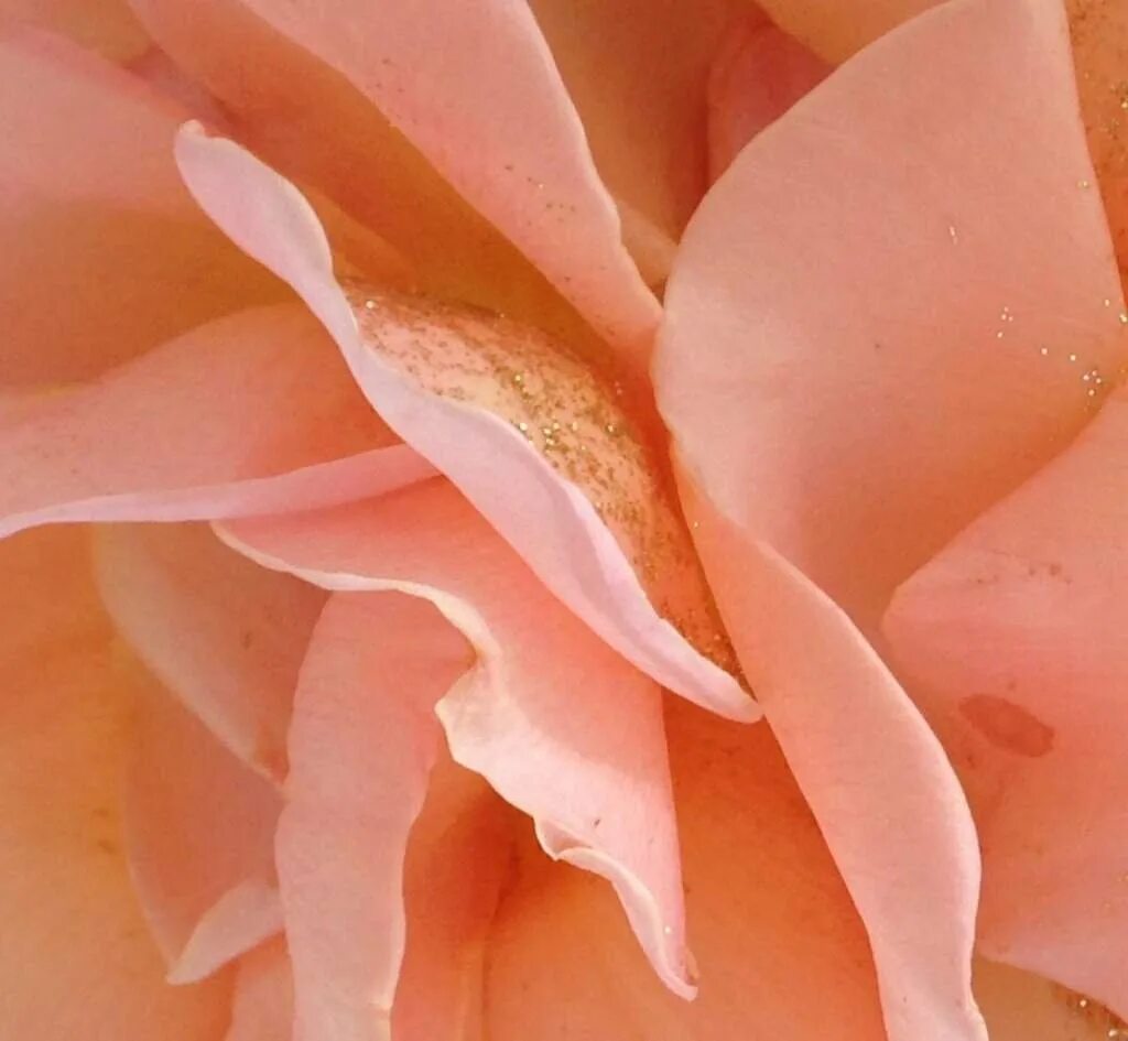 Картинки на рабочий стол нежные тона. Айвори талея. Бежевые розы. Чайные кремовые розы. Цветы телесного цвета.