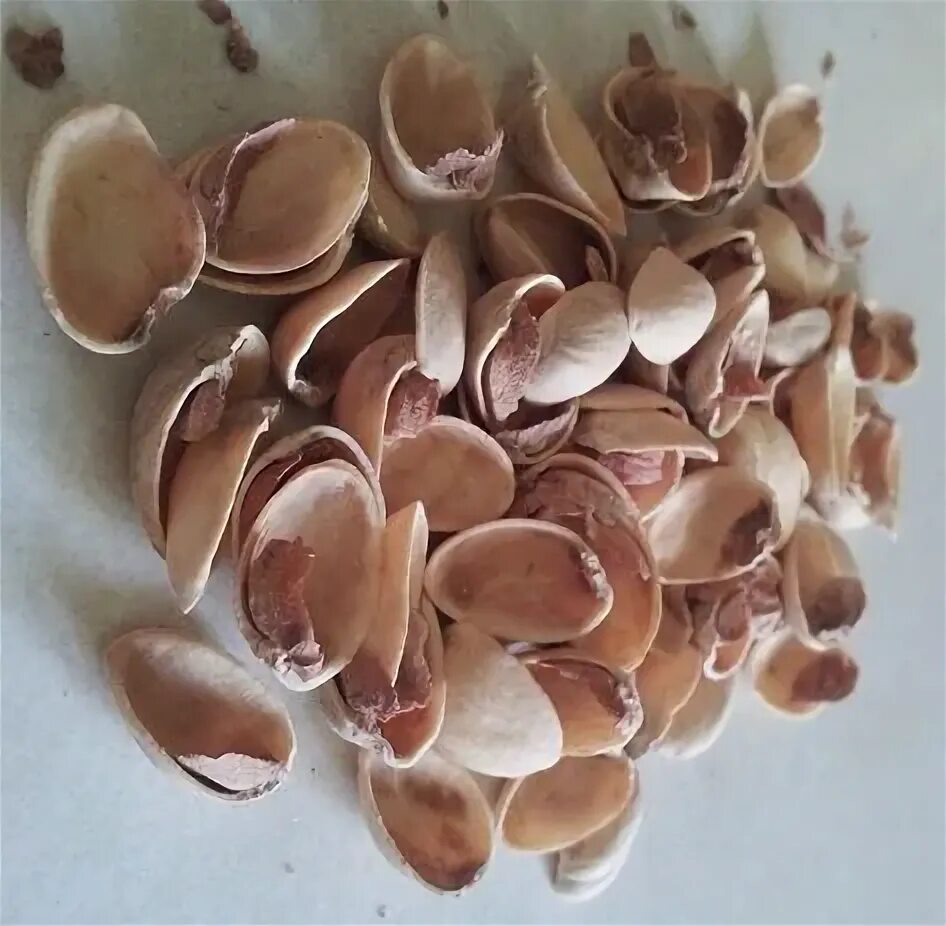 Фисташковые скорлупки. Фисташковые скорлупки