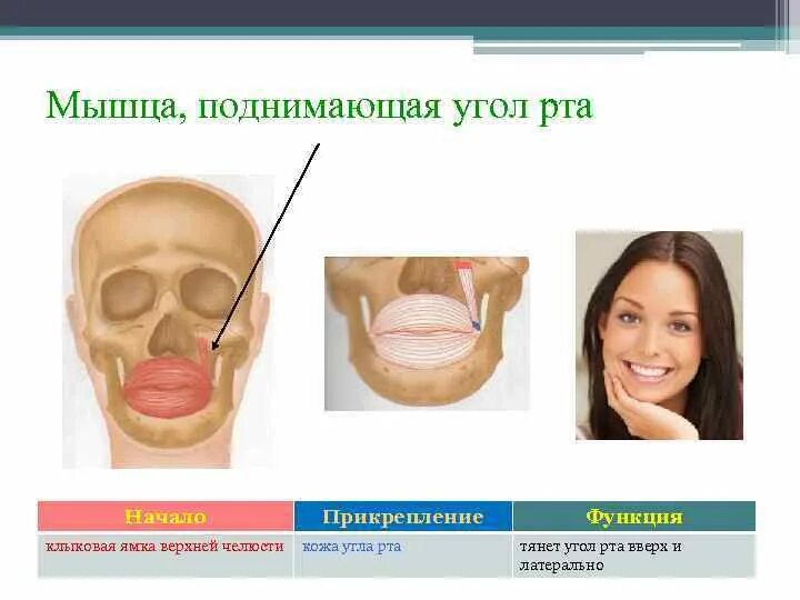 Поднимающая угол рта. Мышца поднимающая угол рта. Мышцы поднимающая угол РТВ. Мышца подгимающая угол РТП. Мышца поднимающая угол рта функции.