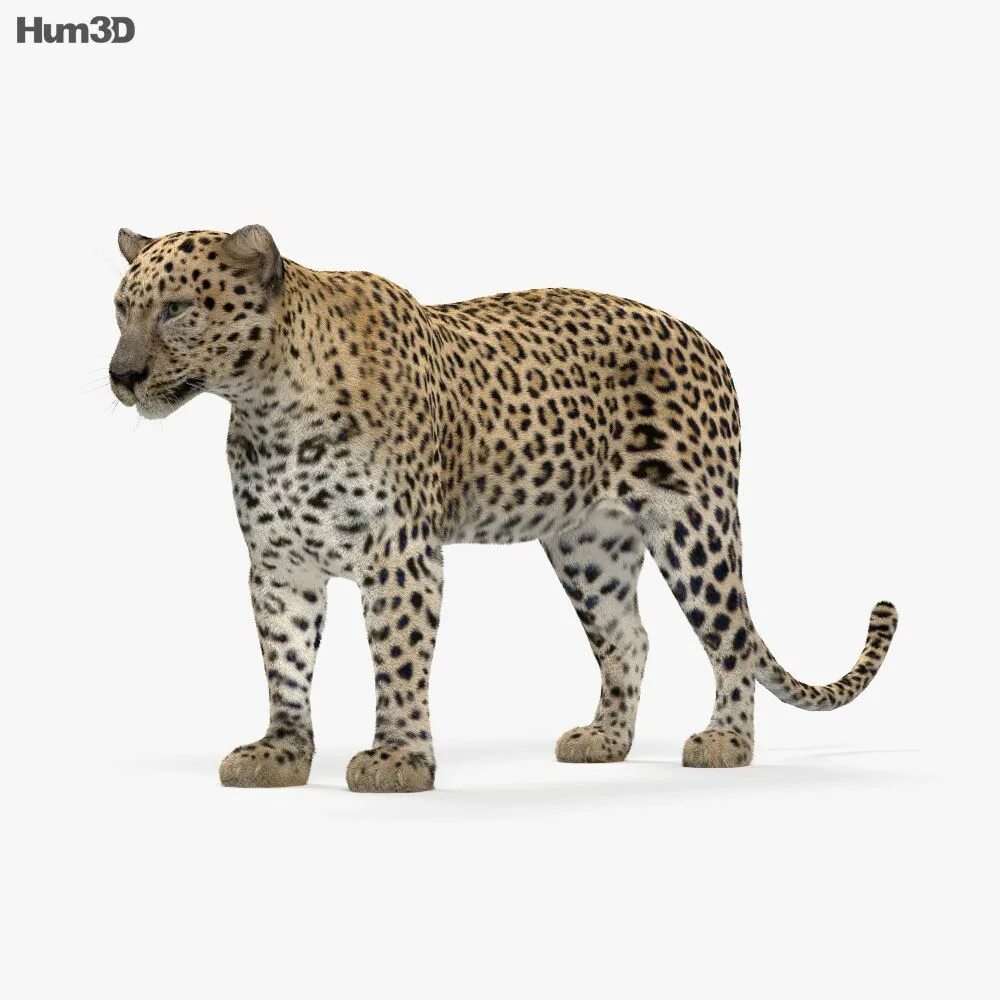 Leopard model