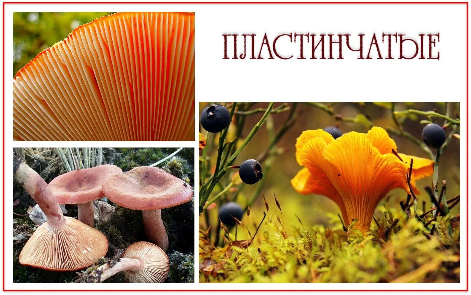 Трубчатый гименофор. Трубчатые и пластинчатые грибы. Базидиальные грибы с пластинчатым гименофором. Плакат царства грибов.