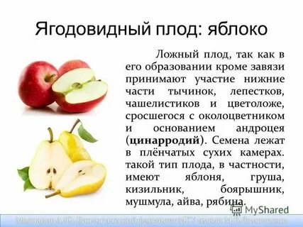 Примеры яблони