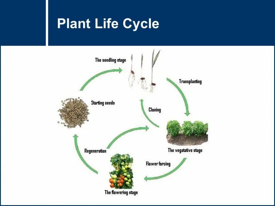 Plant life cycle for kids. Life cycle of a sunflower. Цикл жизни цветов сделать подделку. Схема роста растения. Life cycles.