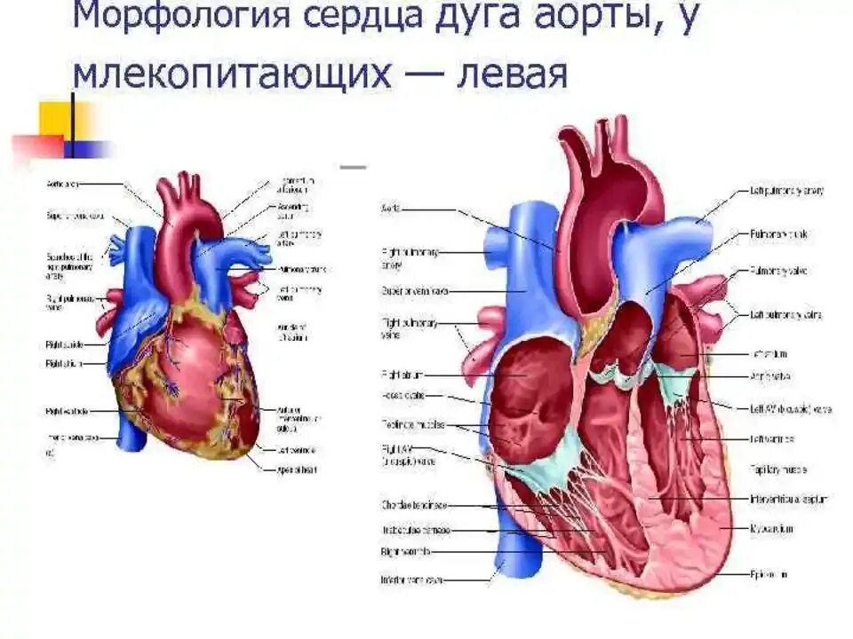 Строение сердца у млекопитающих. Строение сердца млекопитающих животных. структура сердца млекопитающих. схема строения сердца животных. строение сердца человека.