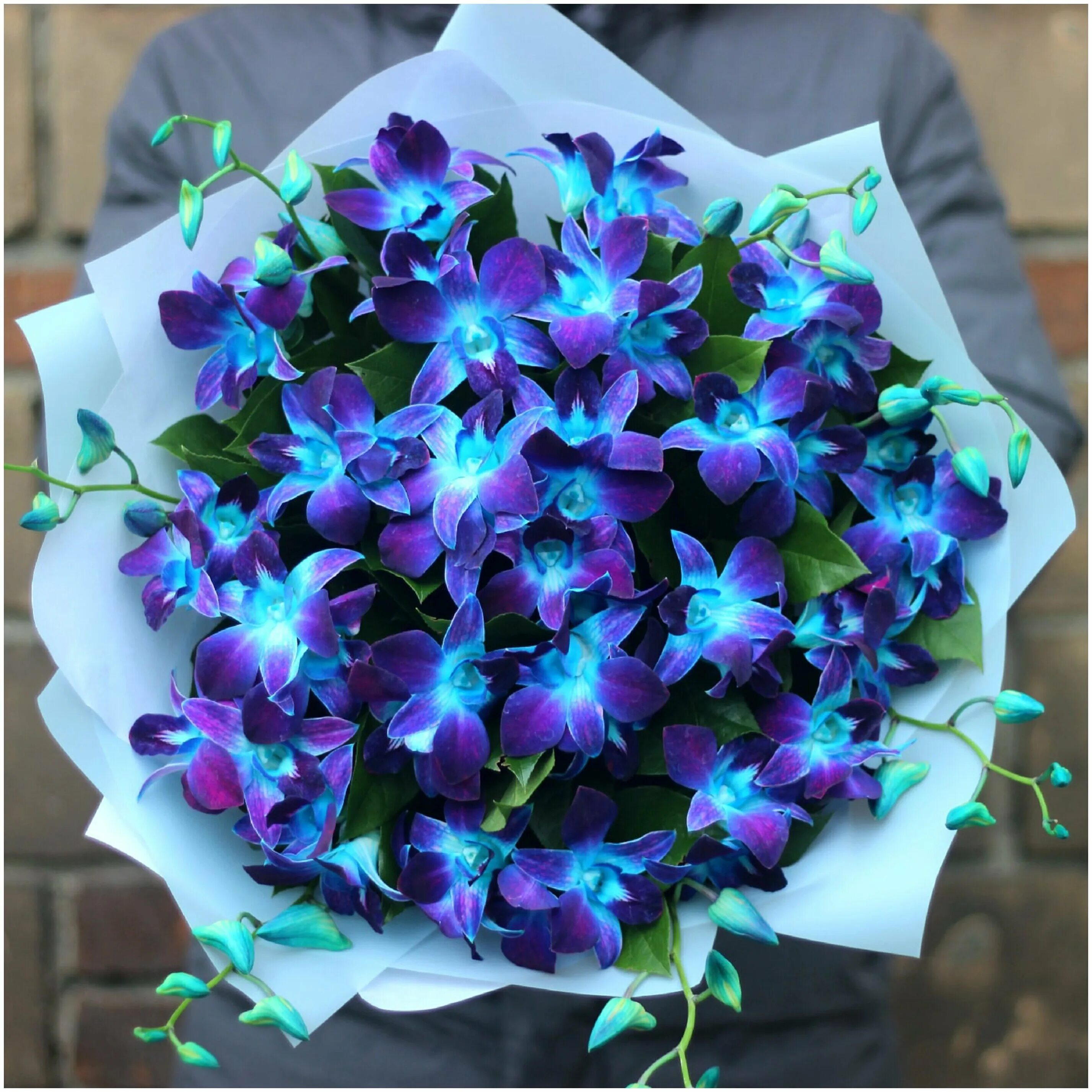 Дендробиум космический. Орхидея dendrobium blue. Синие орхидеи космос. Орхидея дендробиум ультрамарин. Тайская орхидея синяя.