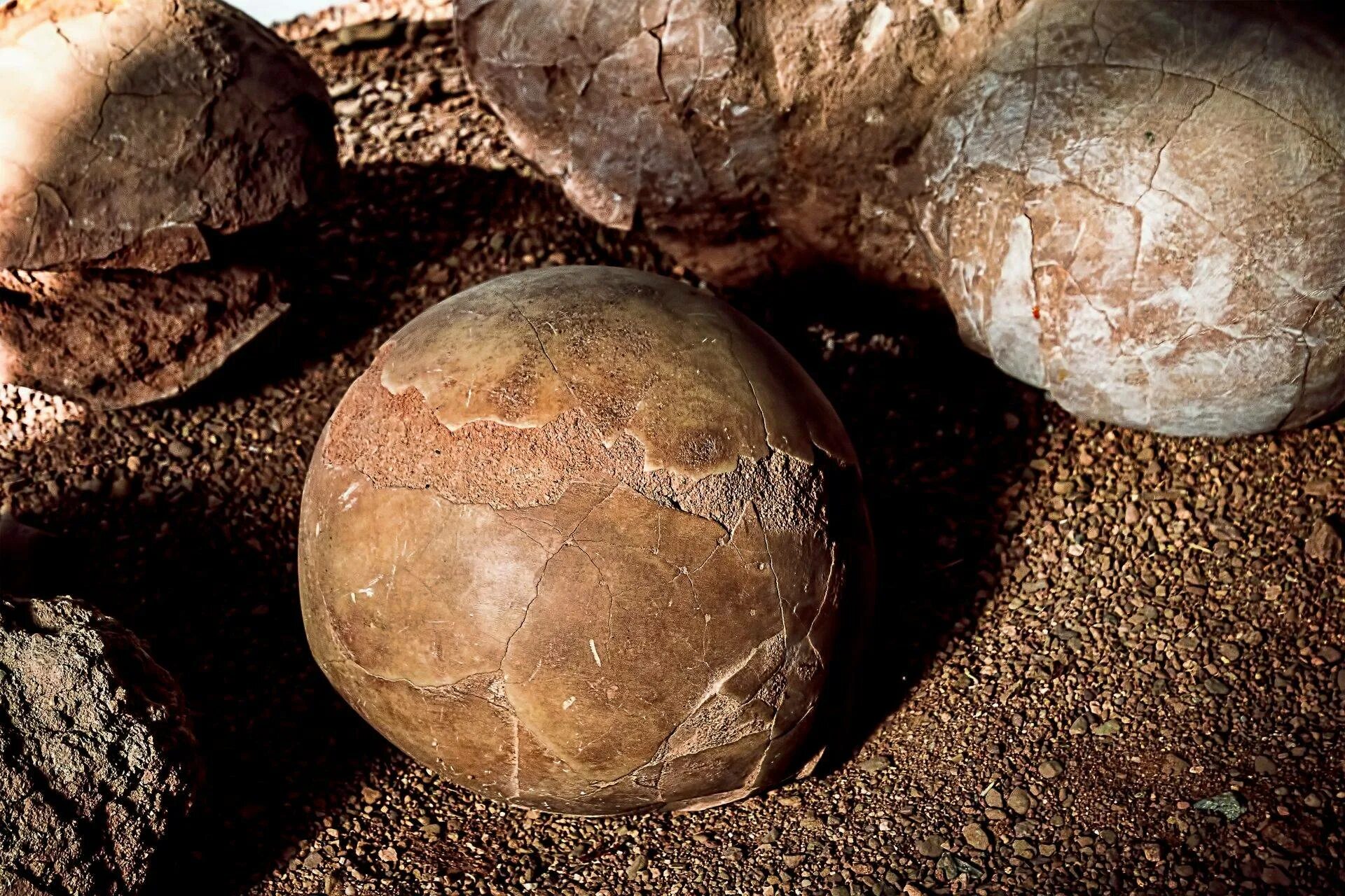 Fossil egg
