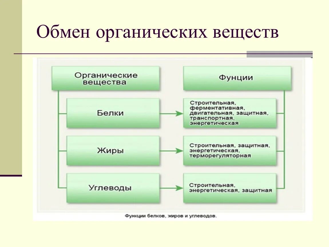 Обмен органических веществ схема. Таблица обмен органических веществ. Схемы обмена органических веществ в организме человека. Обмен веществ в организме таблица.