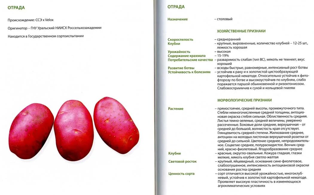 описание отрады. описание отрады. им. ватопедская икона божией матери отрада и утешение. описание отрады.