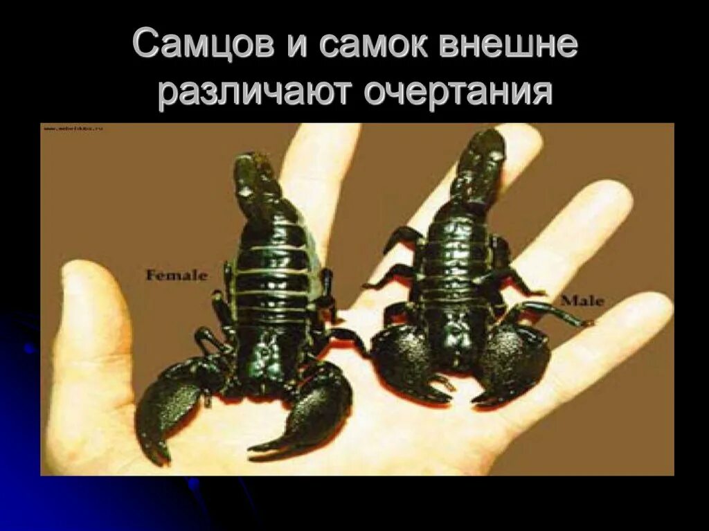 Самец скорпиона. Самка скорпиона. Императорский Скорпион самка. Скорпион самец и самка отличие. Признаки сильного самца
